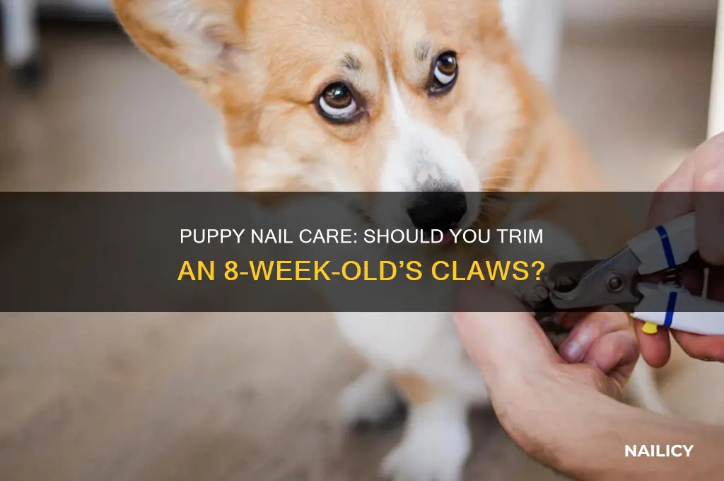 do 8 week old puppies need nails cliped