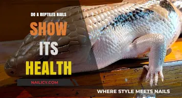 Reptile Nail Health: What Your Pet's Claws Reveal About Wellness