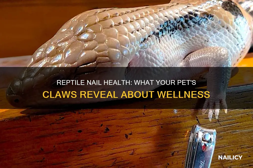 do a reptiles nails show its health
