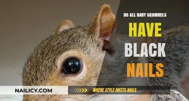Do All Baby Squirrels Have Black Nails? Uncovering the Truth