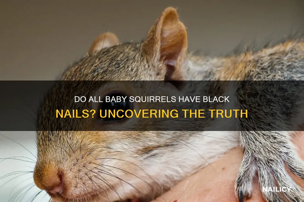 do all baby squirrels have black nails