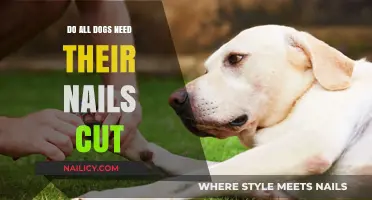 Why Your Dog's Nails Need Trimming