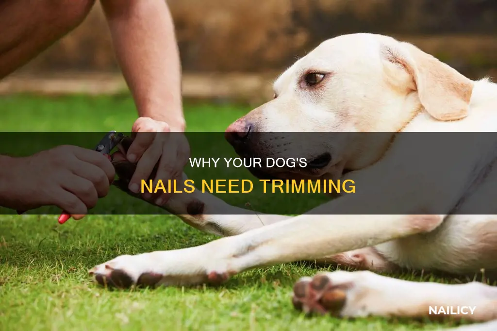 do all dogs need their nails cut