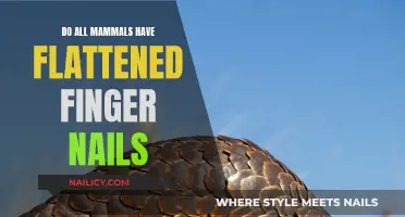 The Evolution of Nails: Flattened Fingernails in Mammals