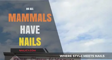 Do All Mammals Have Nails? Uncovering the Truth About Claws and Hooves