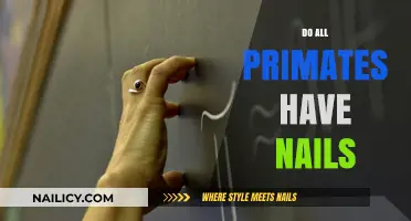Do All Primates Have Nails? Exploring Primate Anatomy and Adaptations