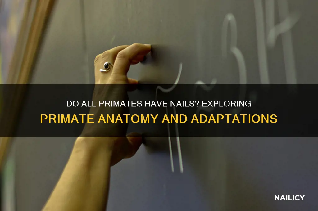 do all primates have nails
