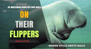 Amazonian Manatees' Flippers: Do They Have Nails or Not?