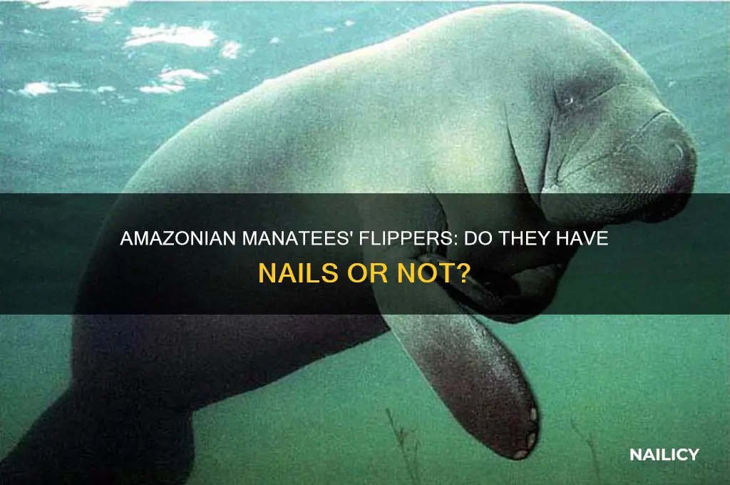 do amazonian manatees have nails on their flippers