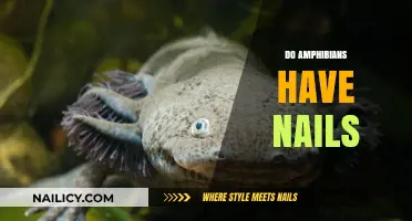 Do Amphibians Have Nails? Unveiling the Truth About Their Unique Feet