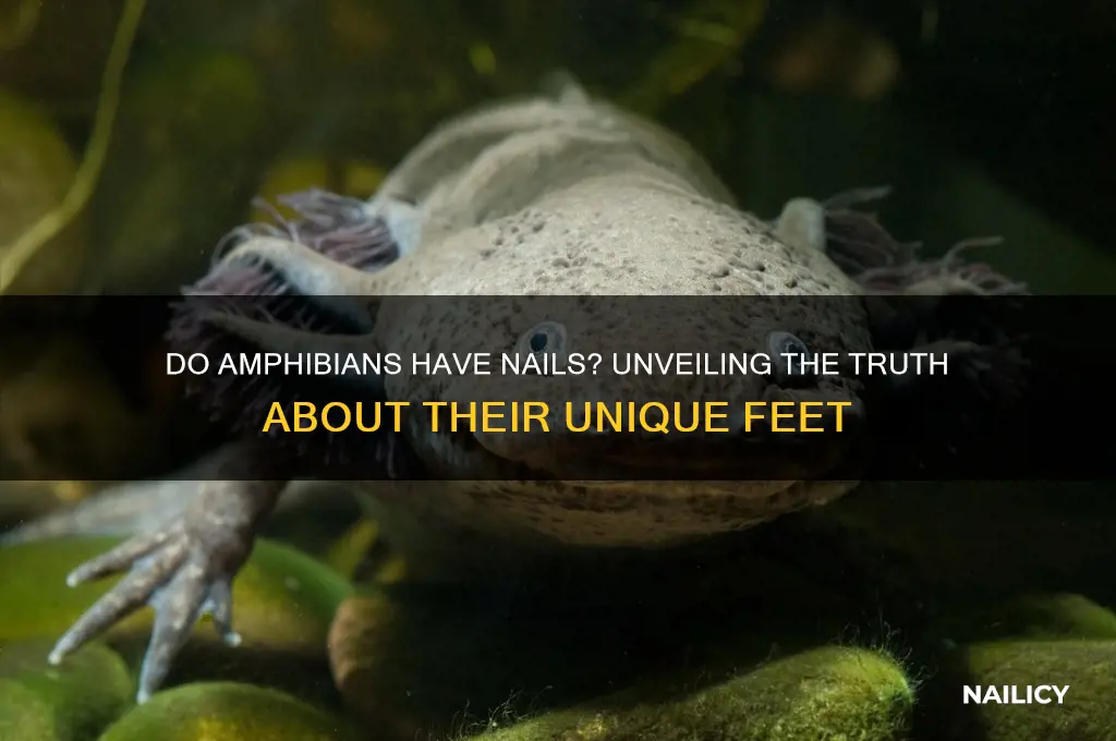 do amphibians have nails