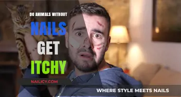 Exploring Itchiness in Animals Without Nails: A Comprehensive Guide