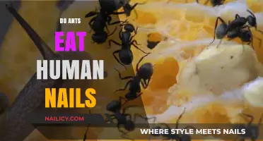 Do Ants Eat Human Nails? Uncovering the Truth Behind the Myth