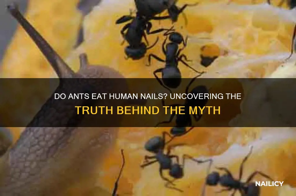 do ants eat human nails