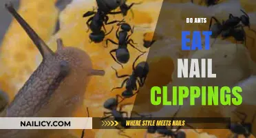Do Ants Eat Nail Clippings? Uncovering the Truth Behind This Odd Question