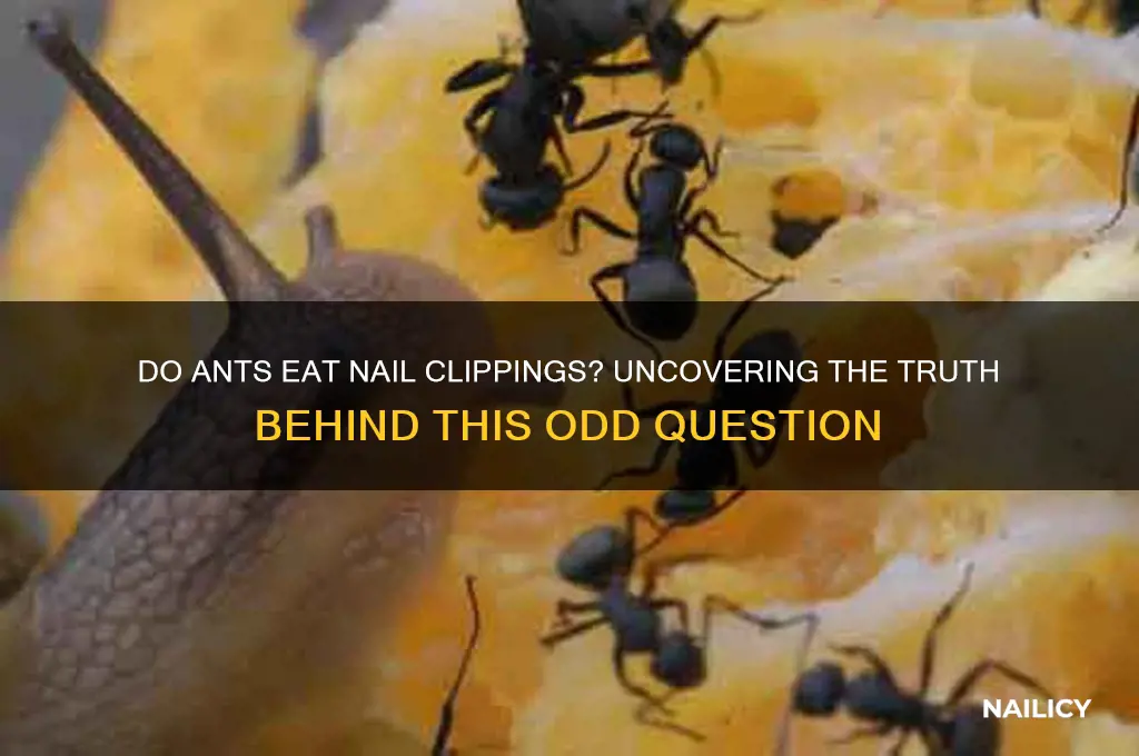 do ants eat nail clippings