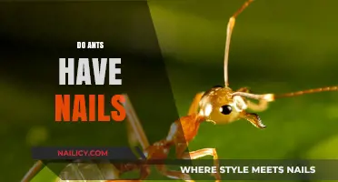 Do Ants Have Nails? Unveiling the Tiny Truth About Ant Anatomy