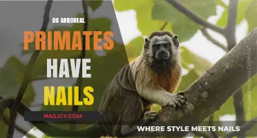 Do Arboreal Primates Have Nails? Exploring Tree-Dwelling Adaptations