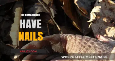 Do Armadillos Have Nails? Unveiling the Truth About Their Unique Claws