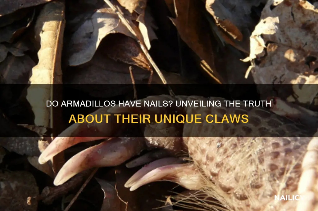 do armadlillos have nails
