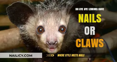 Aye-Aye Lemurs: Nails or Claws? Unveiling Their Unique Adaptations