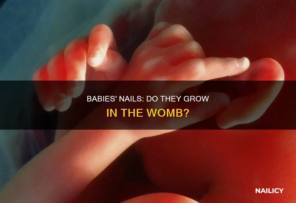 do babies grow nails in the womb