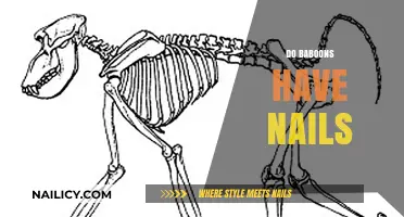 Do Baboons Have Nails? Uncovering Primate Anatomy Facts