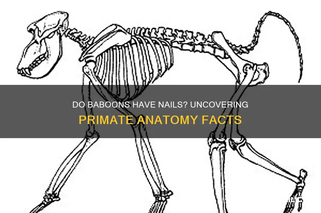 do baboons have nails