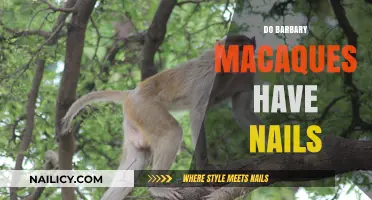 Barbary Macaques' Unique Features: Do They Have Nails or Claws?