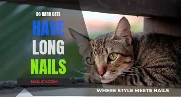 Understanding Barn Cats: Why Their Nails Are Long