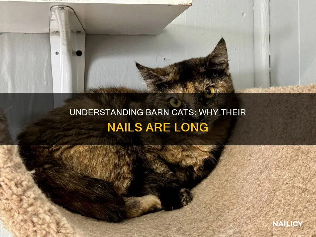 do barn cats have long nails
