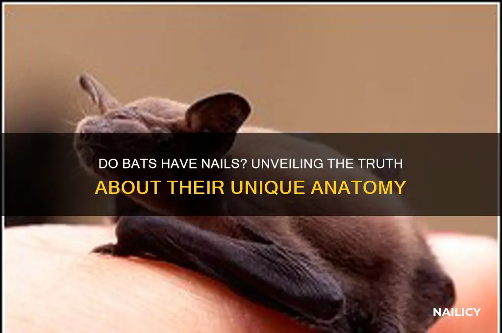 do bats have nails