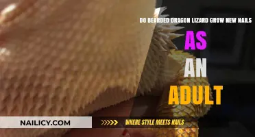 Bearded Dragons: Nail Growth and Care Tips
