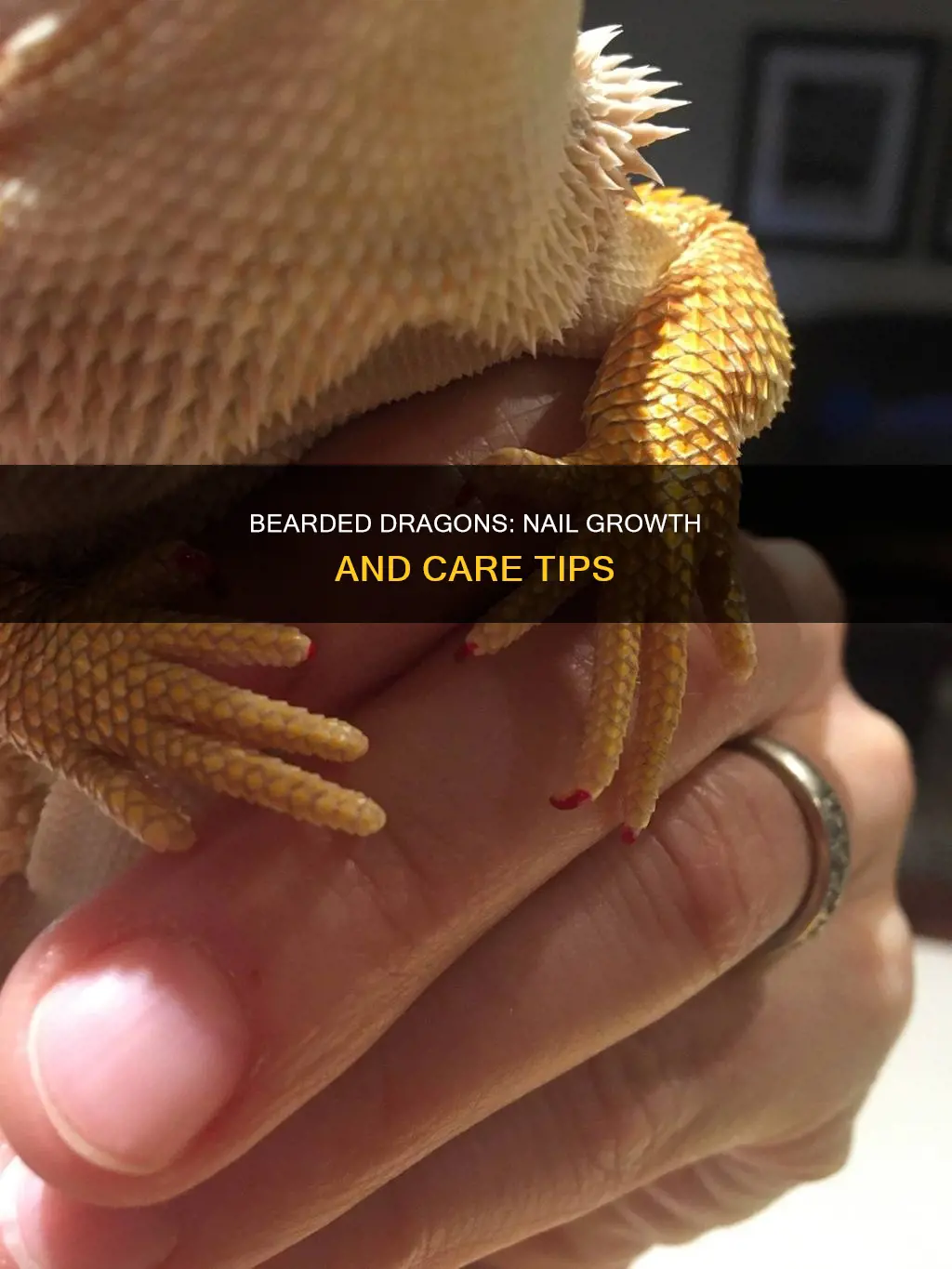 do bearded dragon lizard grow new nails as an adult