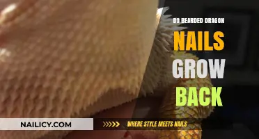 Bearded Dragon Nail Care: Do Their Nails Grow Back?
