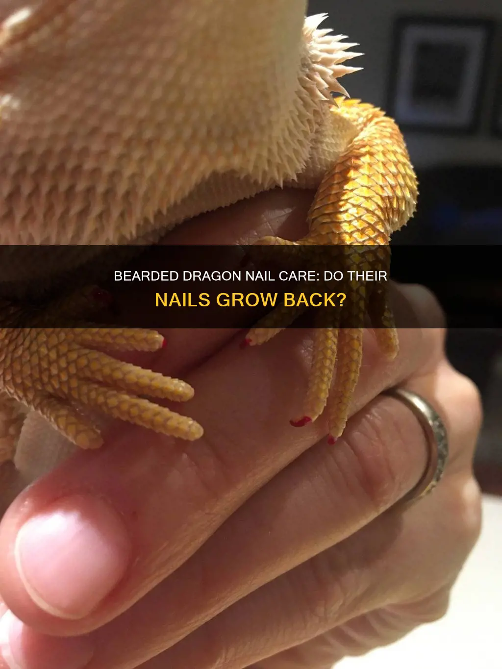 do bearded dragon nails grow back