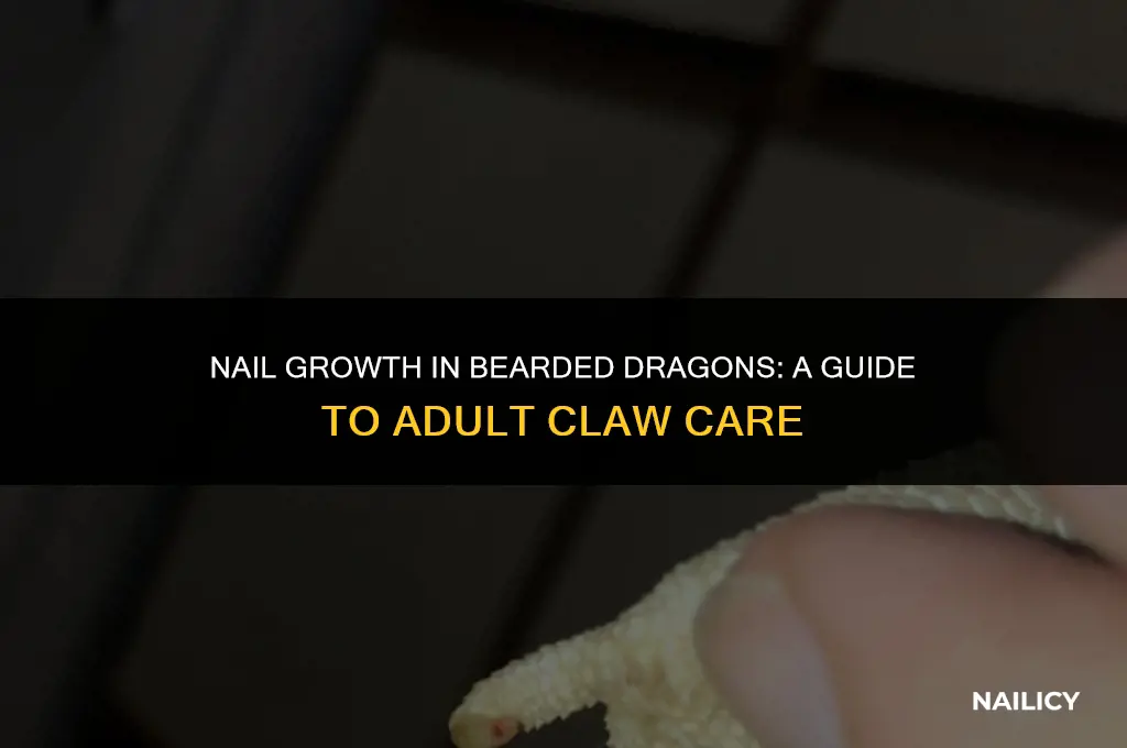 do bearded dragons get new nails when they become adults