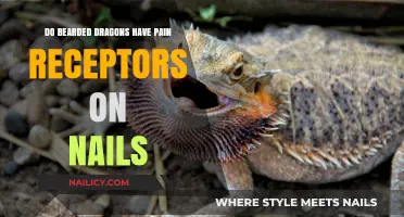 Do Bearded Dragons Feel Pain in Their Nails? Exploring Sensitivity