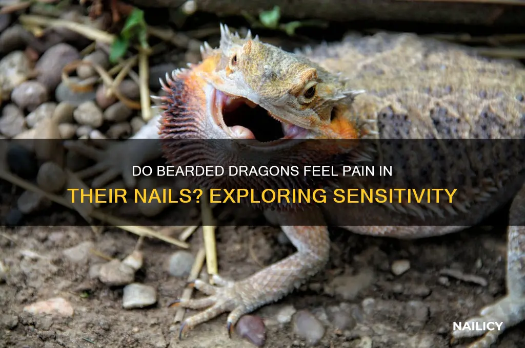 do bearded dragons have pain receptors on nails