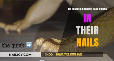 Do Bearded Dragon Nails Have Quicks? Facts and Care Tips