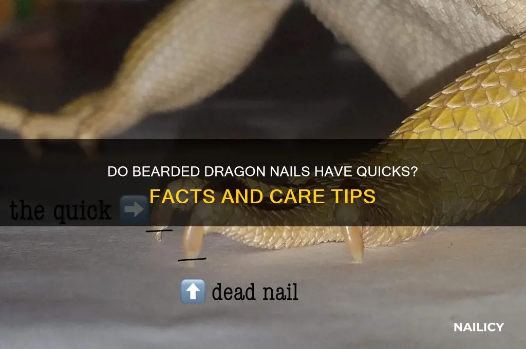 do bearded dragons have quicks in their nails