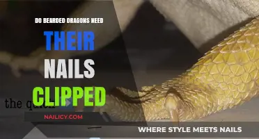 Do Bearded Dragons Need Nail Trims? Essential Care Guide