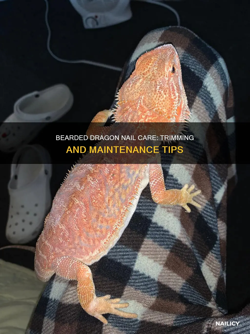 do bearded dragons need their nails trimmed