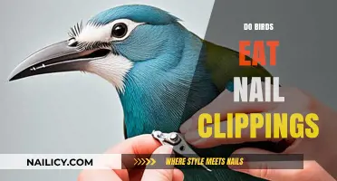 Do Birds Eat Nail Clippings? Uncovering the Truth Behind the Myth