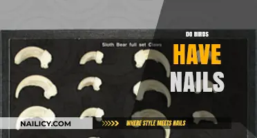 Do Birds Have Nails? Uncovering the Truth About Avian Claws