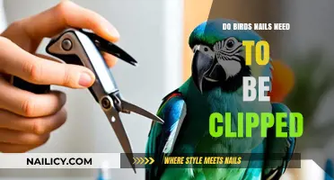 Do Birds Need Nail Trims? Essential Care Tips for Healthy Feathers