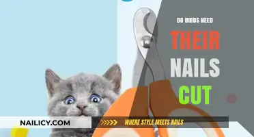 Bird Nail Care: When to Trim?