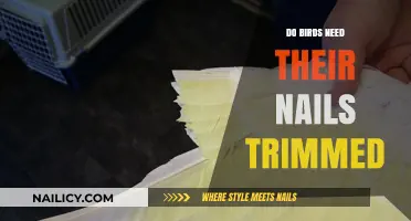 Trimming Bird Nails: When and Why You Should Do It