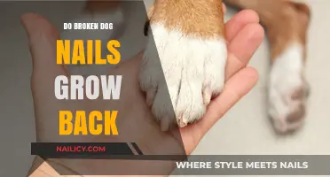 How Do I Treat My Dog's Broken Nail?
