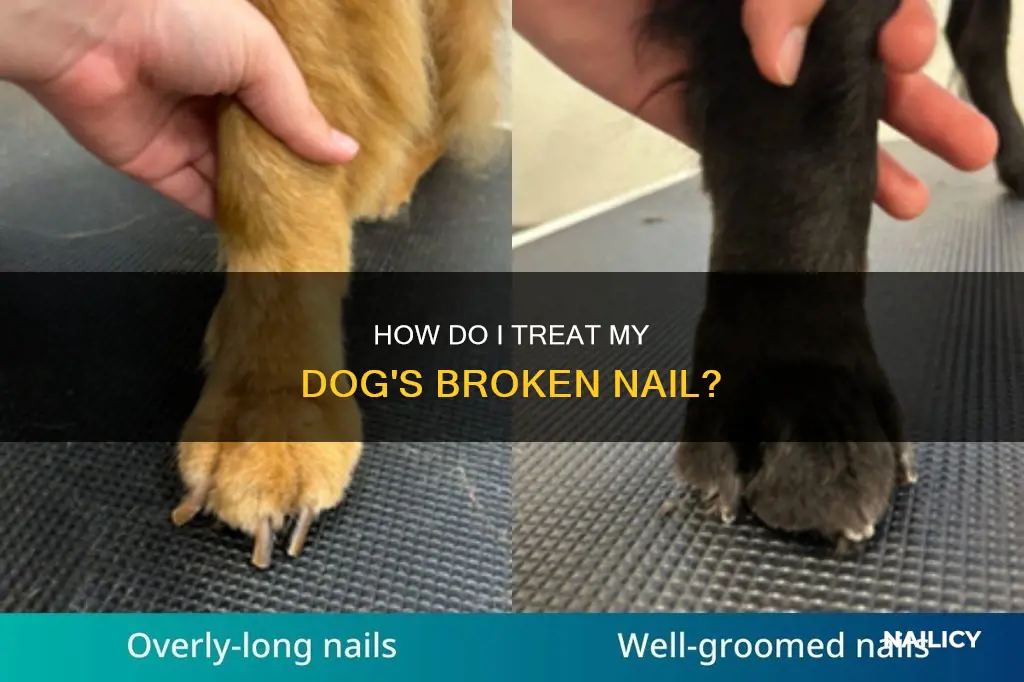 do broken dog nails grow back